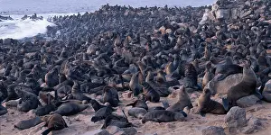 Crowded: Africa, Namibia, Cape Cross Seal Reserve