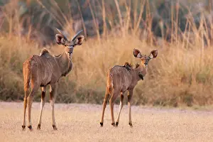 Buphagus: Africa, Namibia, Caprivi Strip, Mahango