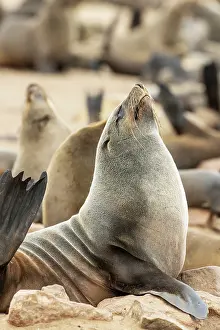 Sleeping: Africa, Namibia, Dorob National Park, Skeleton Coast, Cape
