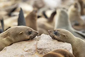 Skeleton: Africa, Namibia, Dorob National Park, Skeleton Coast, Cape
