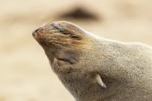 Sleeping: Africa, Namibia, Dorob National Park, Skeleton Coast, Cape
