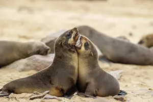 Seals: Africa, Namibia, Dorob National Park, Skeleton Coast, Cape