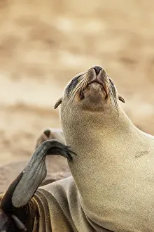 Skeleton: Africa, Namibia, Dorob National Park, Skeleton Coast, Cape