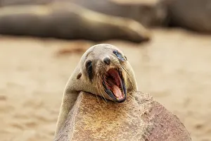 Headshot: Africa, Namibia, Dorob National Park, Skeleton Coast, Cape