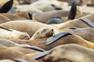 Sleeping: Africa, Namibia, Dorob National Park, Skeleton Coast, Cape