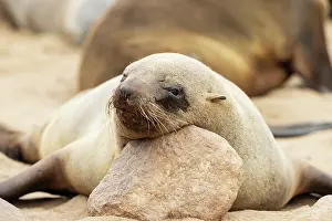 Headshot: Africa, Namibia, Dorob National Park, Skeleton Coast, Cape