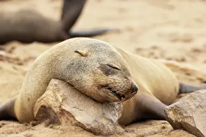 Sleeping: Africa, Namibia, Dorob National Park, Skeleton Coast, Cape