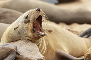 Headshot: Africa, Namibia, Dorob National Park, Skeleton Coast, Cape