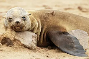 Skeleton: Africa, Namibia, Dorob National Park, Skeleton Coast, Cape