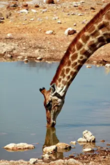 Subspecies: Africa, Namibia, Etosha. Angolan Giraffe