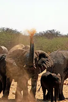Blowing: Africa, Namibia, Etosha. Elephant having
