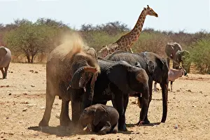 Blowing: Africa, Namibia, Etosha. Elephants having