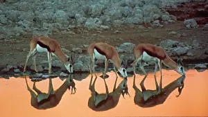 Thirst: Africa, Namibia, Etosha National Park. Three