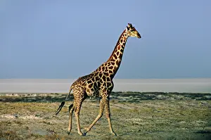 Sleicher: Africa, Namibia, Etosha National Park. Angolan
