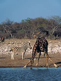 Thirst: Africa, Namibia, Etosha National Park. Angolan