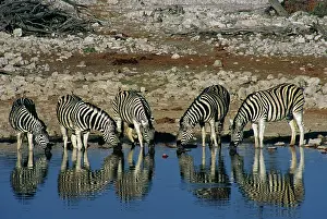 Thirsty: Africa, Namibia, Etosha National Park. Burchell's