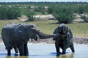 Thirst: Africa, Namibia, Etosha National Park. Elephants