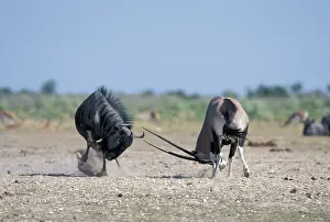 Gemsbok: Africa, Namibia, Etosha National Park, Gemsbok