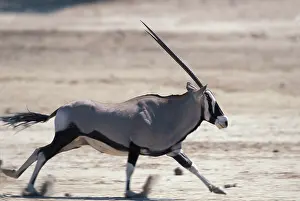 Oryx: Africa, Namibia, Etosha National Park, Gemsbok