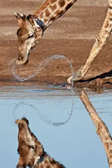 Thirst: Africa, Namibia, Etosha National Park. Giraffe