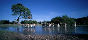 Thirsty: Africa, Namibia, Etosha National Park, Plains