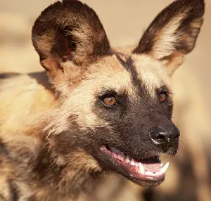 Foundation: Africa, Namibia, Harnas, Harnas Wildlife
