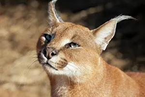 Foundation: Africa, Namibia, Harnas, Harnas Wildlife