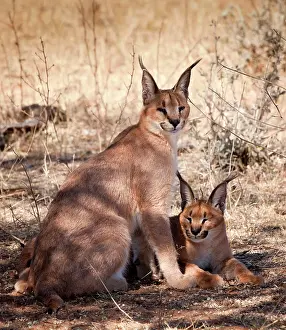 Foundation: Africa, Namibia, Harnas, Harnas Wildlife