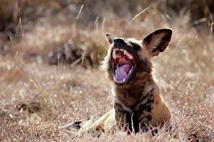 Foundation: Africa, Namibia, Harnas Wildlife Foundation