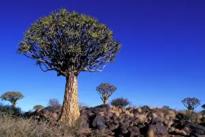 Aloe: Africa, Namibia, Keetmanshoop, Afternoon