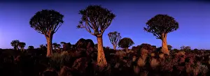 Aloe: Africa, Namibia, Keetmanshoop, Evening twilight