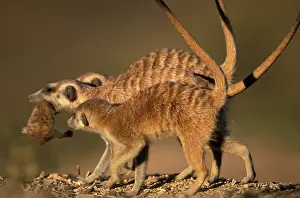 Infant: Africa, Namibia, Keetmanshoop, Meerkat (Suricate
