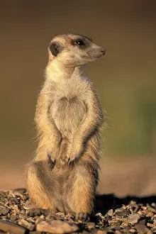 Lands: Africa, Namibia, Keetmanshoop, Meerkat (Suricate
