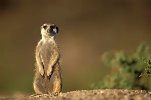 Lands: Africa, Namibia, Keetmanshoop, Meerkat (Suricate