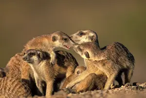 Meerkats: Africa, Namibia, Keetmanshoop, Meerkats