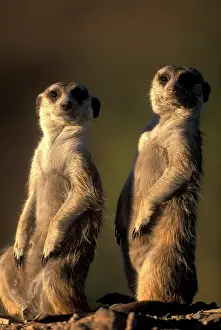 Meerkats: Africa, Namibia, Keetmanshoop, Meerkats