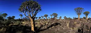 Aloe: Africa, Namibia, Keetmanshoop, Setting sun