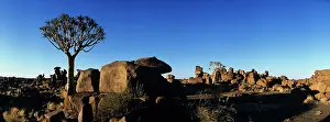 Aloe: Africa, Namibia, Keetmanshoop, Sunrise lights