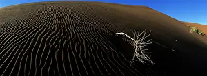 Parched: Africa, Namibia, Namib Nauklift National