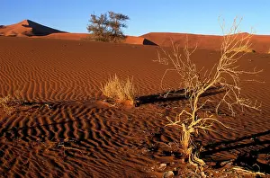 Windswept: Africa, Namibia, Namib Naukluft National
