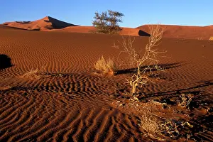 Windswept: Africa, Namibia, Namib Naukluft National