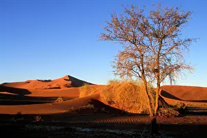 Windswept: Africa, Namibia, Namib Naukluft National
