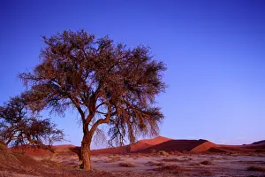 Sossusvlei: Africa, Namibia, Namib Naukluft National