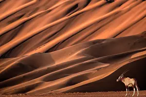 Oryx: Africa, Namibia, Namib-Naukluft National Park, Sossusvlei