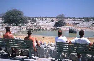Namibian: Africa, Namibia - Okaukuejo Waterhole Etosha