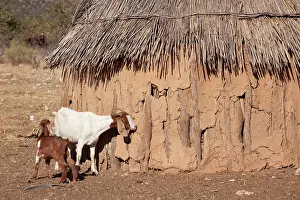 Nomad: Africa, Namibia, Opuwo. A pair of goats