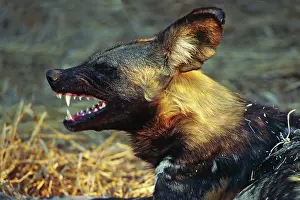 Lycaon: Africa, Namibia. Portrait of a wild dog (Lycaon