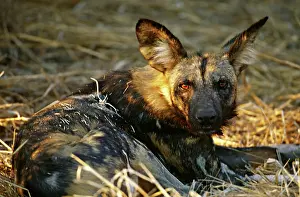 Lycaon: Africa, Namibia. Portrait of a wild dog (Lycaon
