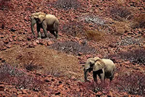 Kaokoland: Africa, Namibia, Puros. Desert dwelling
