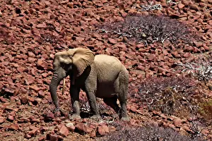 Kaokoland: Africa, Namibia, Puros. Desert dwelling